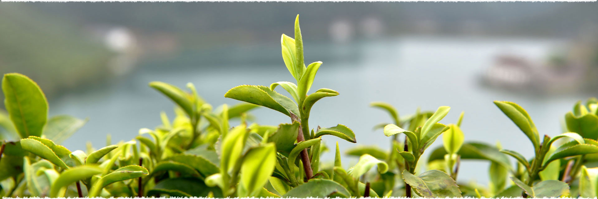 How to Process Green Tea