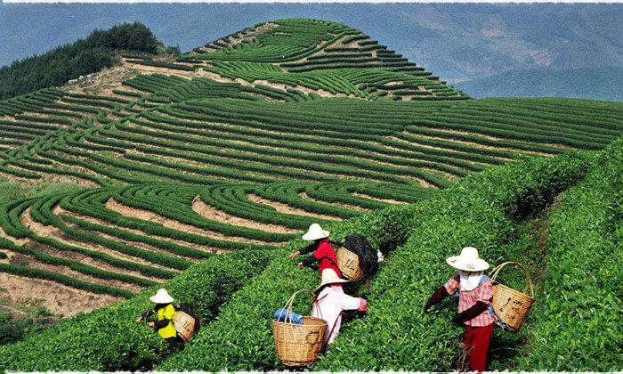 The Four Main Pu erh Tea Production Areas Of Yunnan China Teavivre