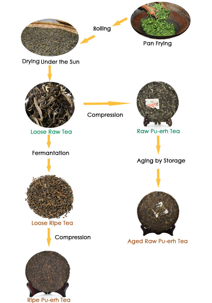 The Process of Raw and Ripe Pu-erh Tea