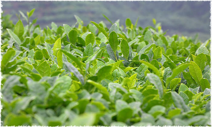 The Appearance of Fresh Tea Leaves