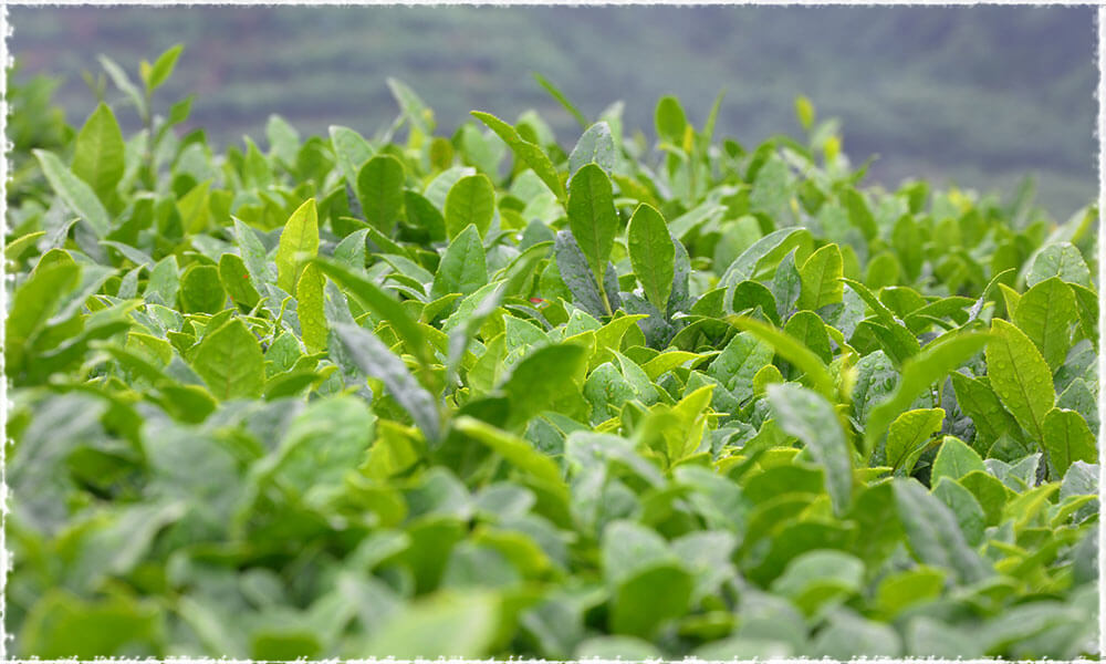 The Appearance of Fresh Tea Leaves