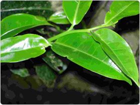 large leaf species
