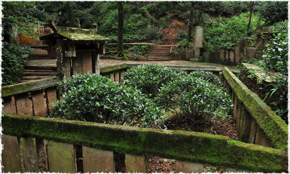 Huang Cha Tea Garden