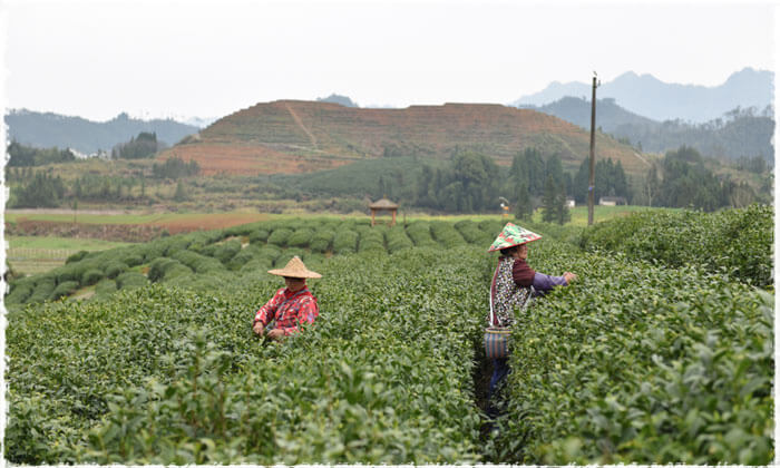 Mingqian Spring Tea