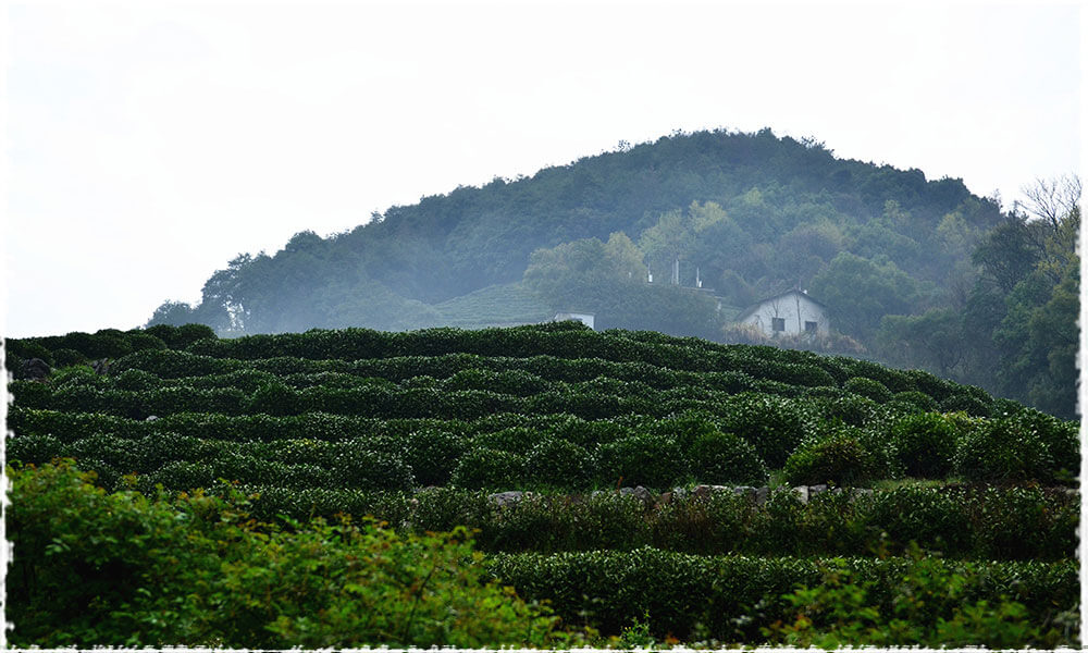Long Jing Tea Garden