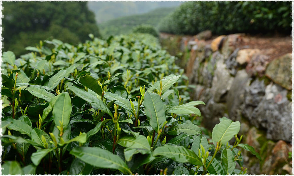 Long Jing Tea Leaves