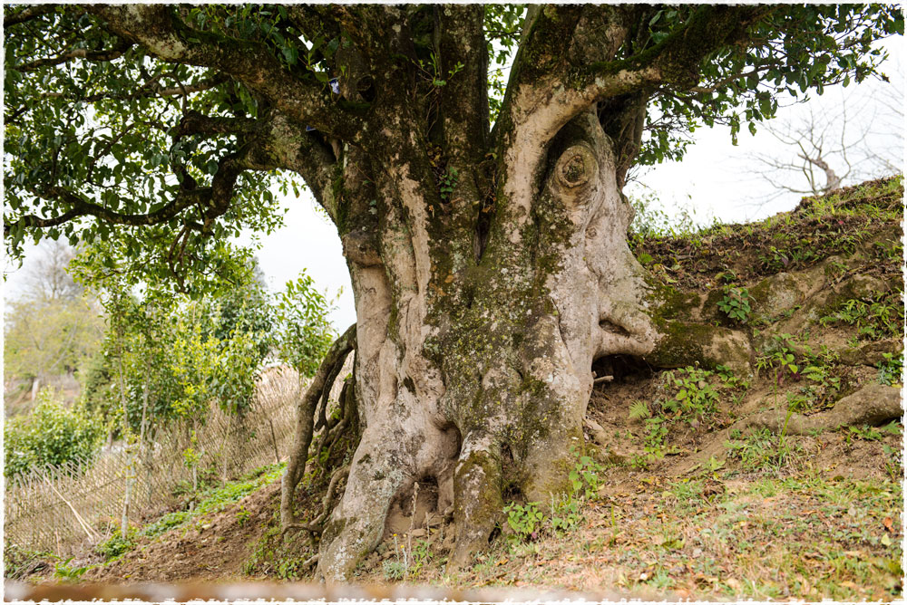 The Black Beauty of Dian Hong Tea - Ancient Wild Tree ...