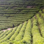 Bao Jia Cun Organic Tea Garden 2