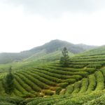 Bao Jia Cun Organic Tea Garden 4