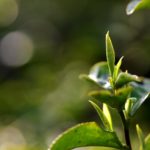 Bao Jia Cun Organic Tea Garden 7