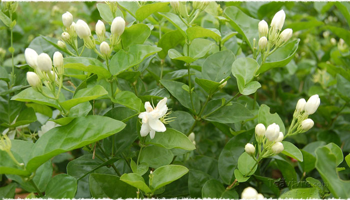 Jasmine Flower Tea - The Smell of Spring - teavivre