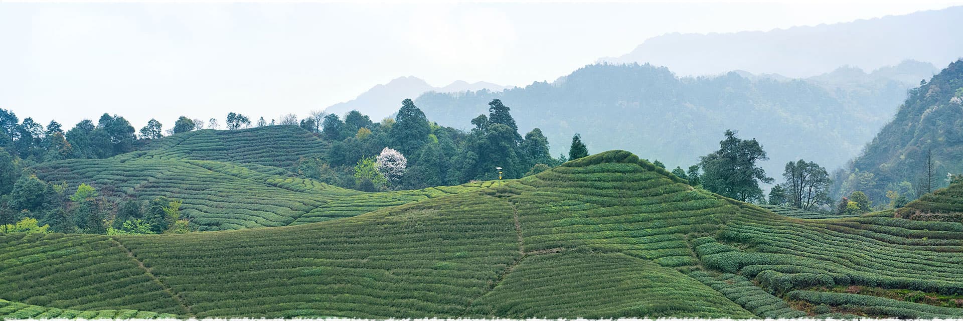 Fragrance of Tea in the Wine Country- Yibin Trip (II)