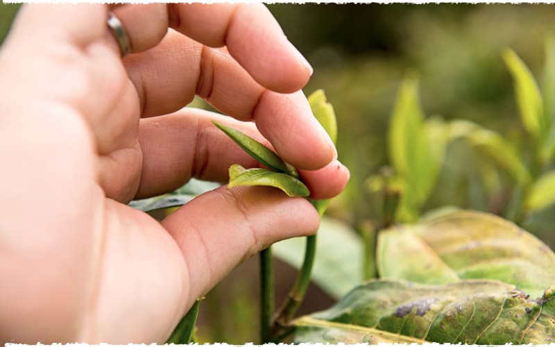 The Methods of Plucking Tea