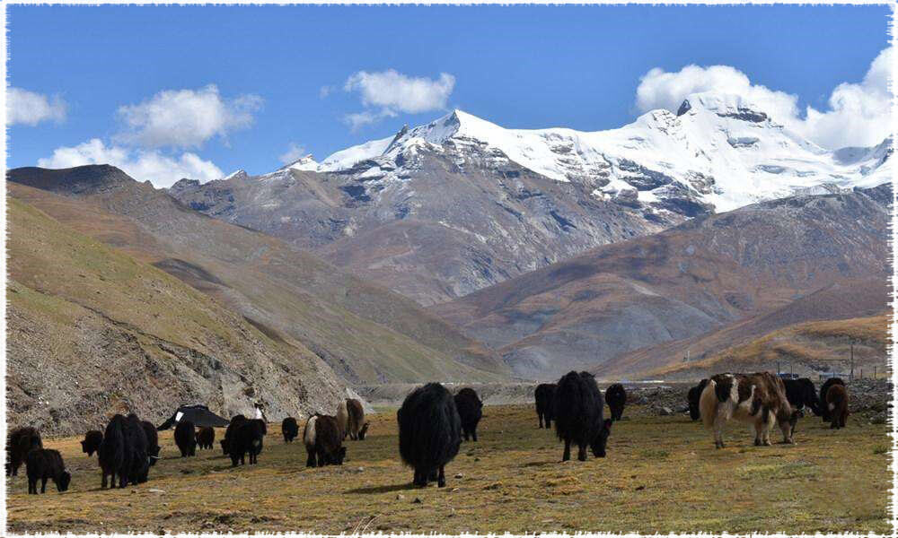 Tibet Yak and Goat