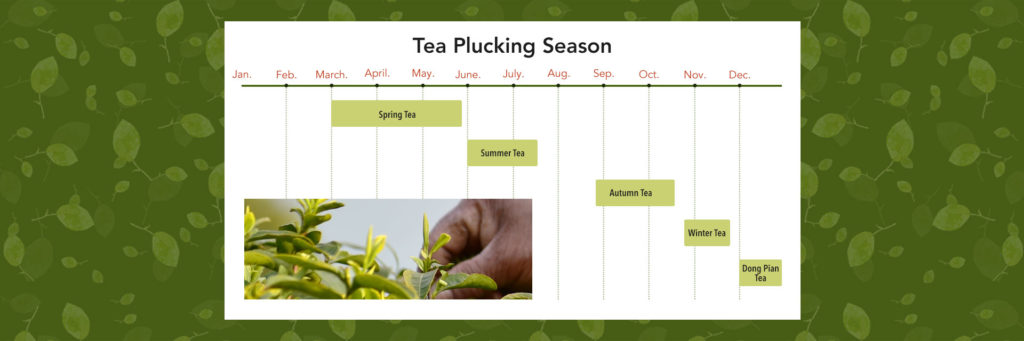 Tea Plucking Seasons