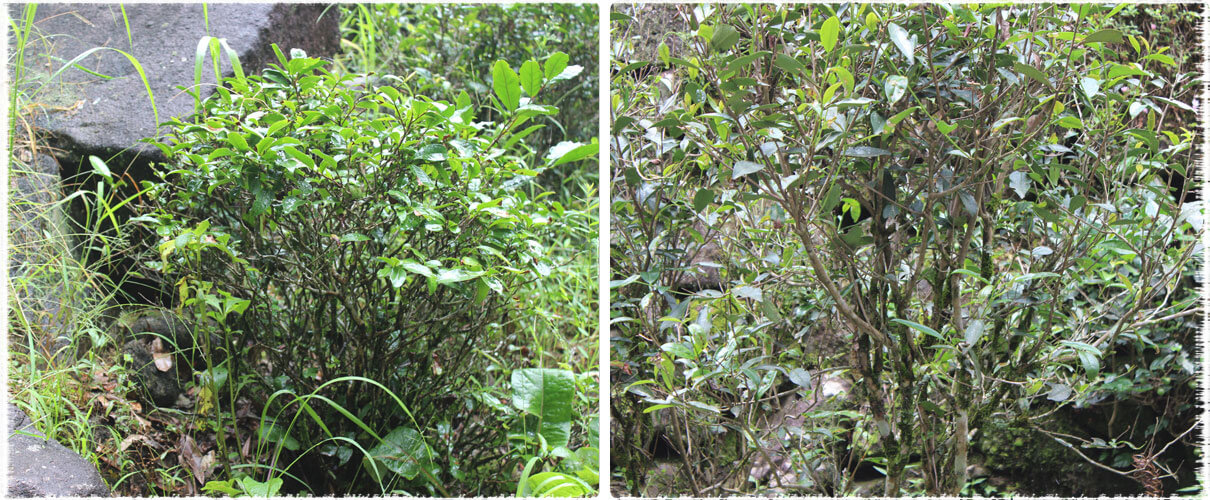 Small-leaf Tea Tree Species