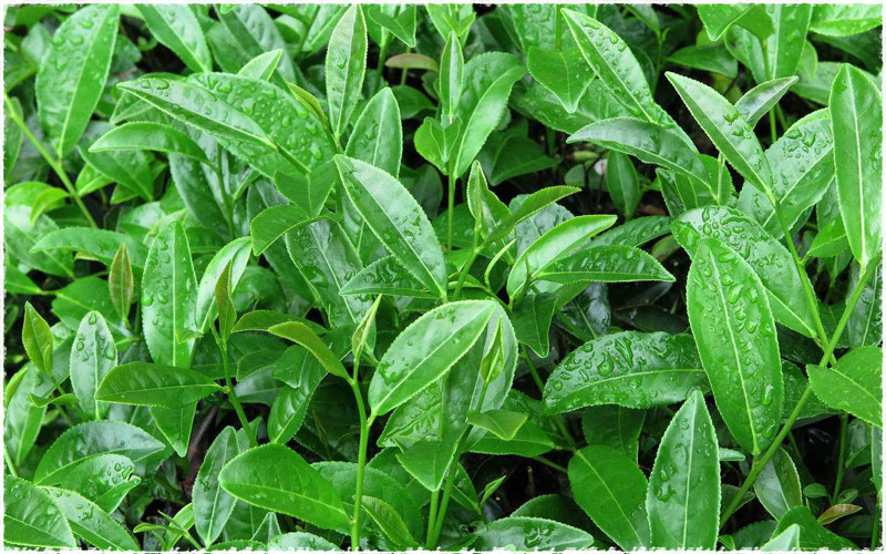dahongpao tea leaves