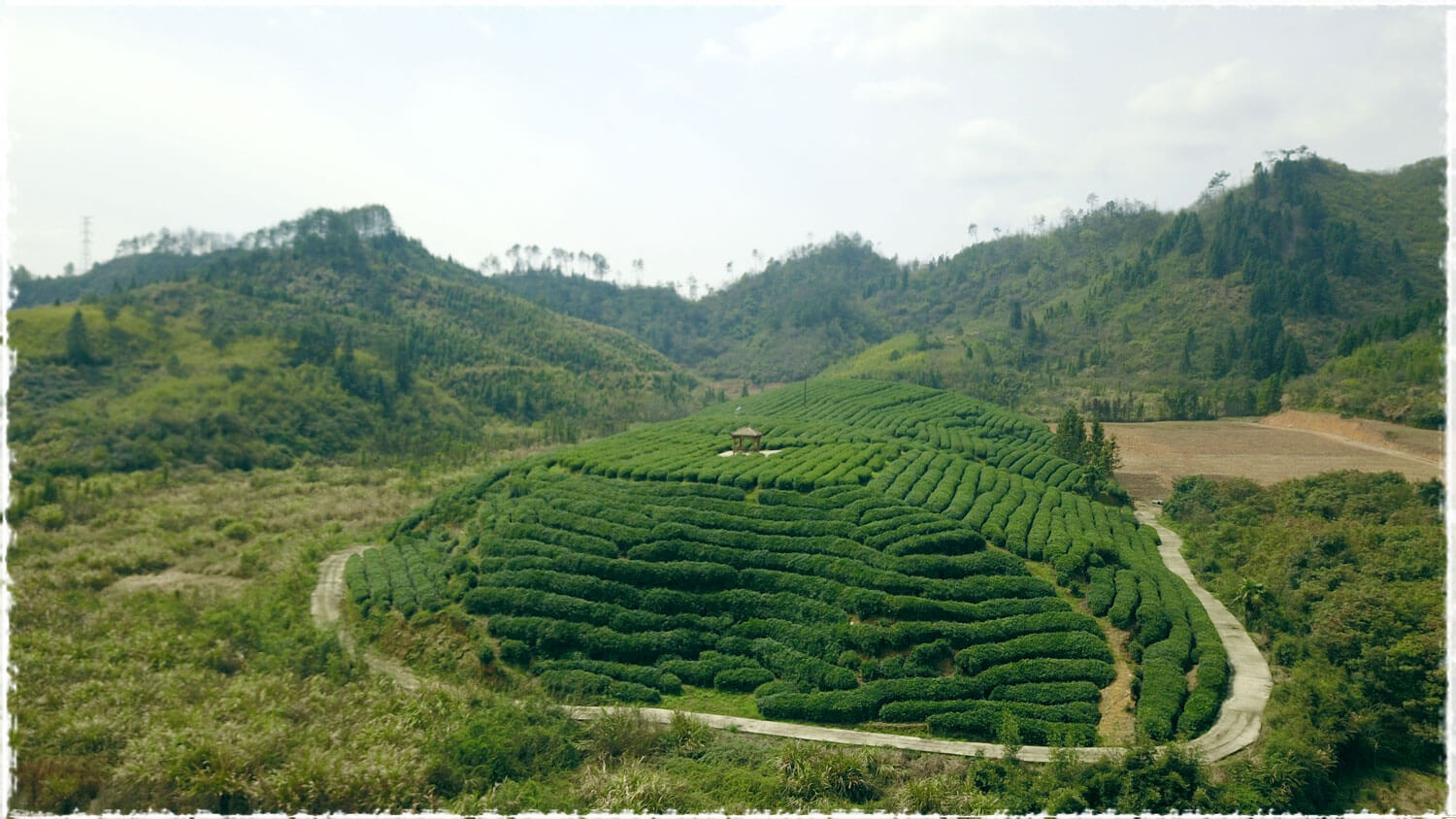 Tea Garden Trip Ii Organic Qiandao Lake Tea Garden Teavivre