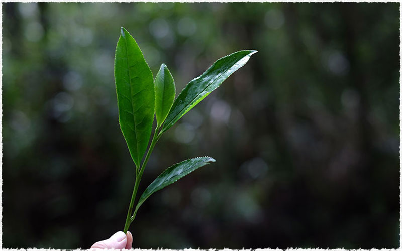 shui xian tea leaves