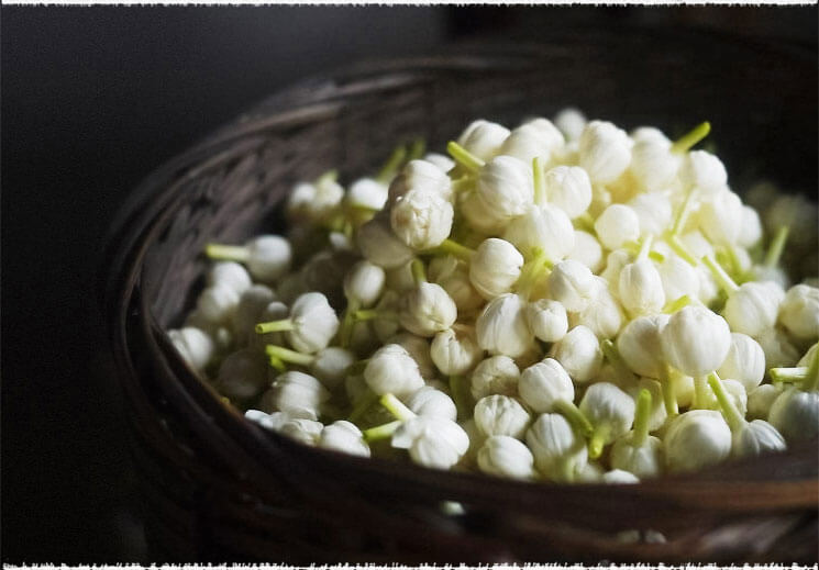 Picking Jasmine Tea