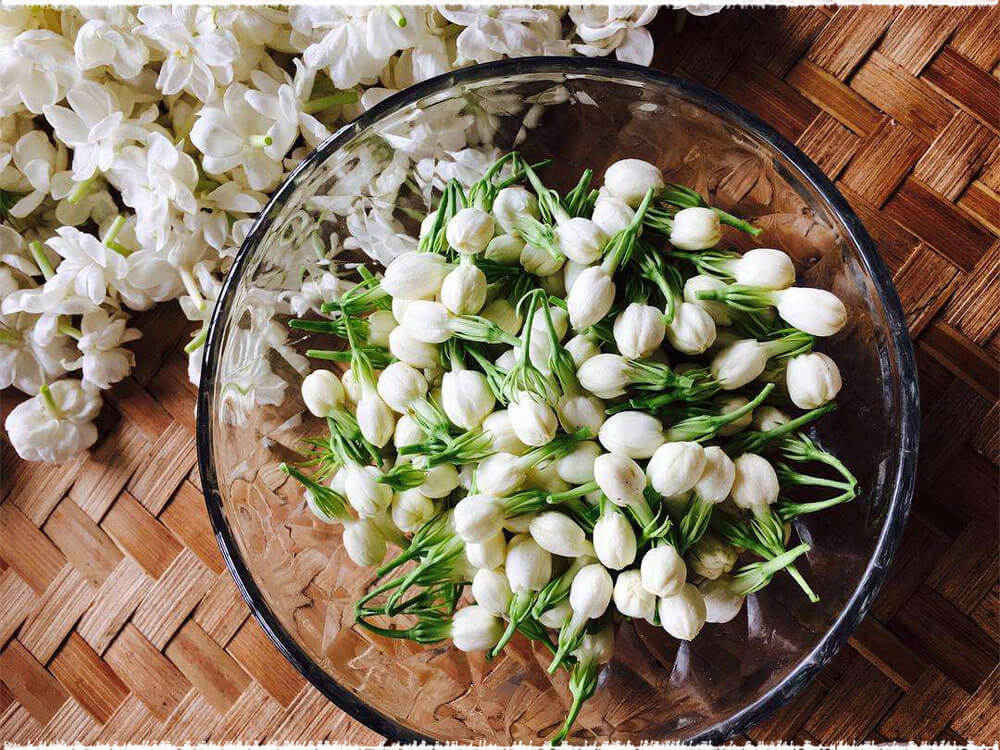 Picking Jasmine Tea