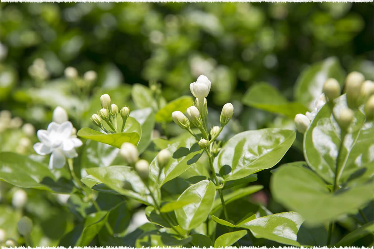 Jasmine Flower Bud BULK, Organic Jasmin Tea