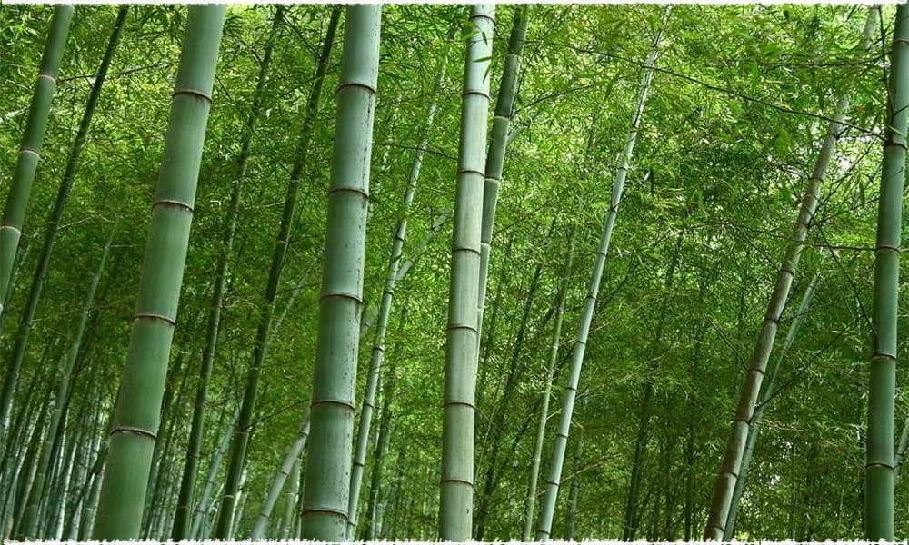 bamboo