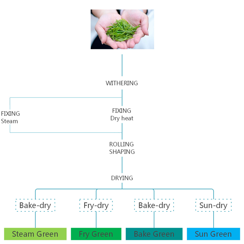 Four Sub-categories of Green Tea