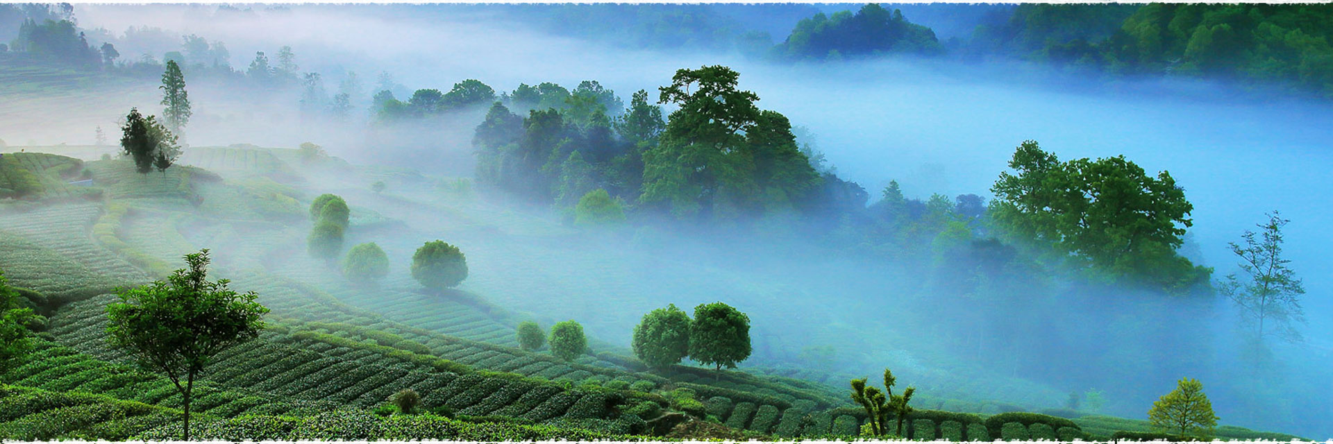 Explore Magical Oriental Leaves- Mengding Tea