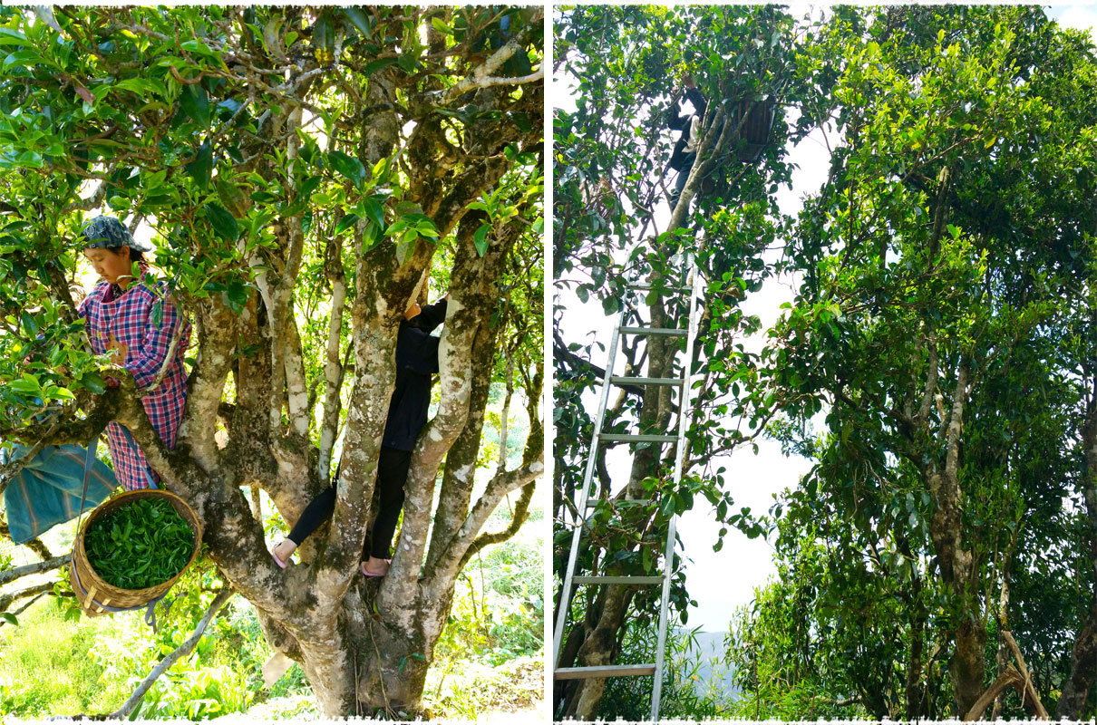 The Difference Between Taidi Cha and Ancient Tree Tea Taidi Cha