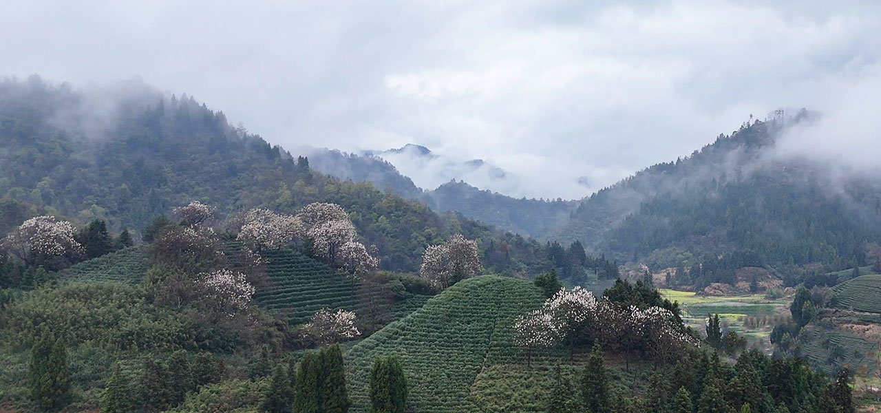 Exploring Qiandao Lake Organic Tea Garden in Hangzhou