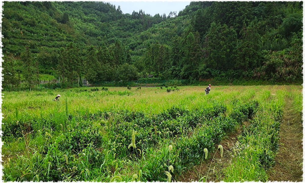 Ecological Environment