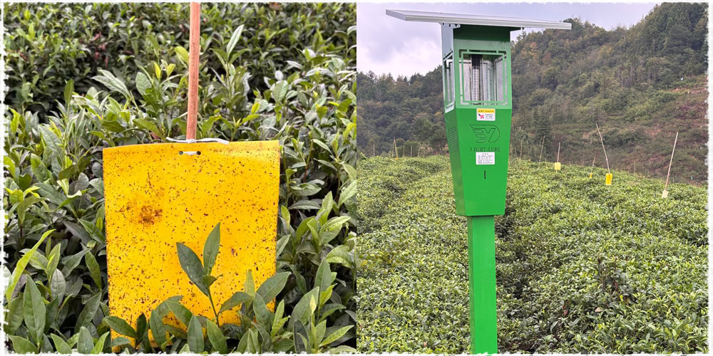 Pest and Disease Control