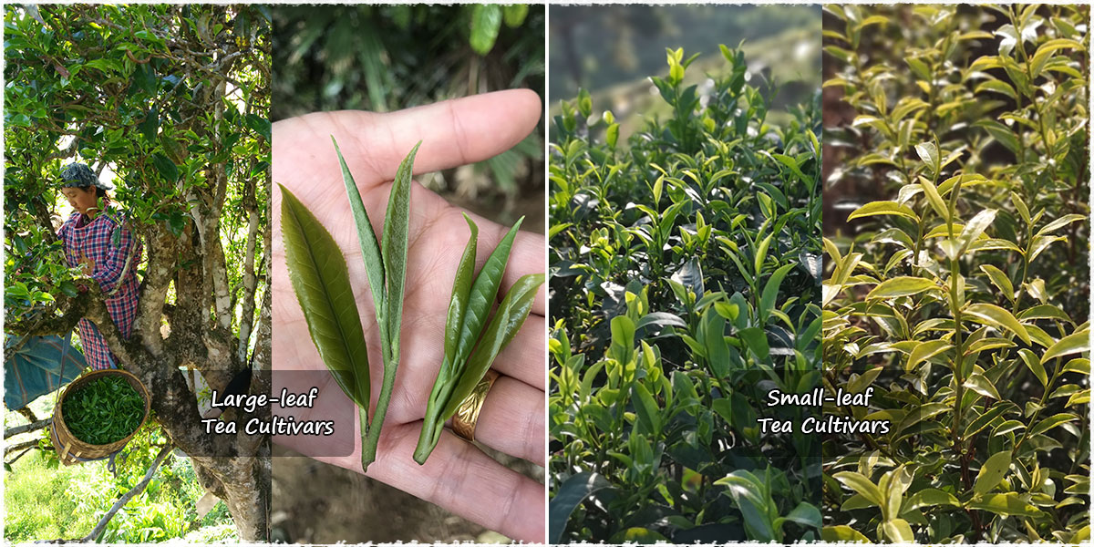 Théiers à larges feuilles à gauche (Large leaf) et à petites feuilles à droite (Small leaf)