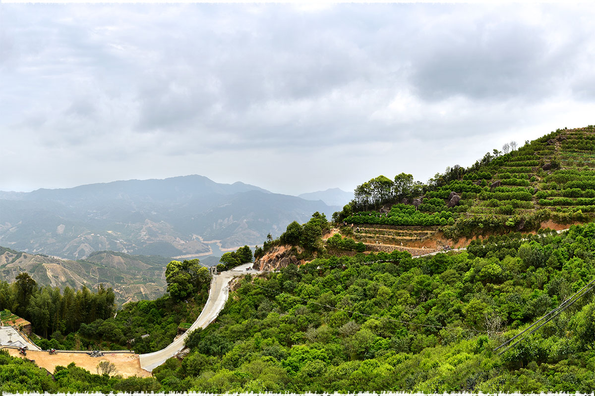 Fenghuang ou Phœnix Dancong Fenghuang ou Phœnix Dancong
