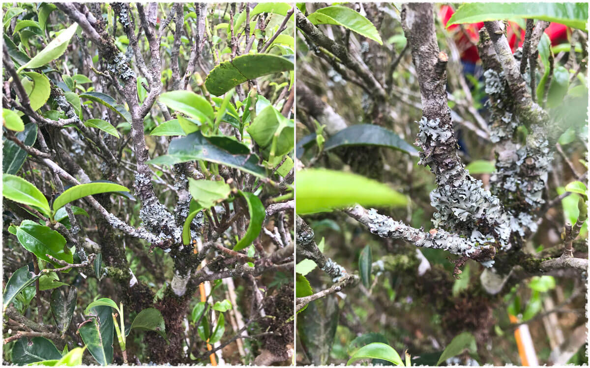 Lingtou et Shiguping : Deux autres variétés récoltées en « arbre unique » Lingtou et Shiguping : Deux autres variétés récoltées en « arbre unique »