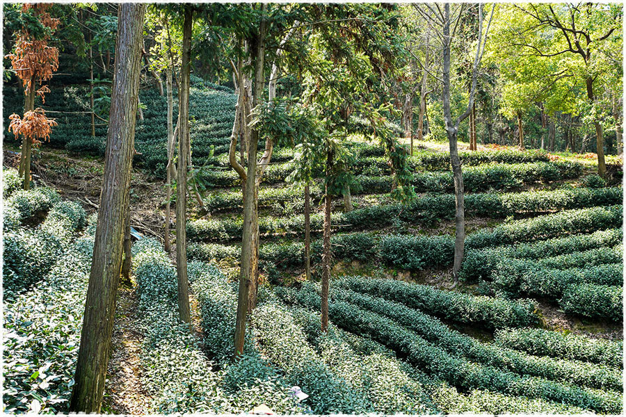 Théiers Longjing 43