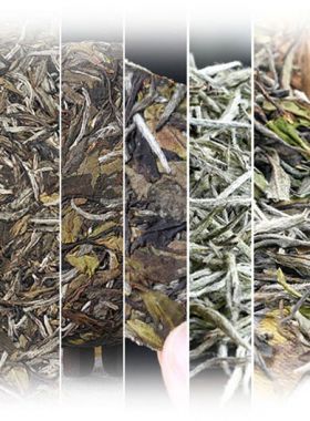 Zhenghe White Tea Assortment Samples