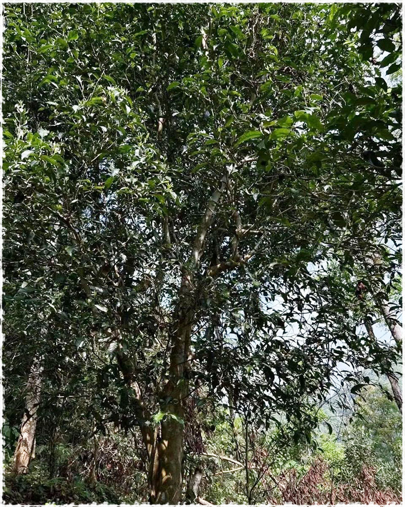 tea mountain