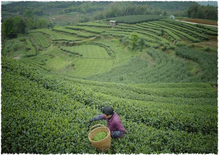 tea garden