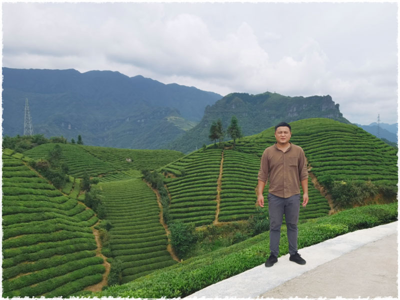 tea farmer