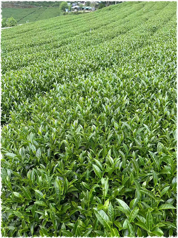 Nonpareil Taiwan Zhang Shu Hu High Mountain Oolong Tea